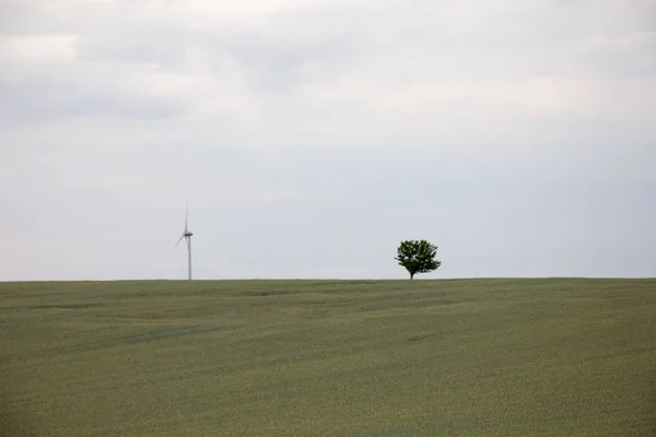 Weites Maisfeld Mit Windmühle Und Baum Horizont Bei Bewölktem Himmel — Stockfoto