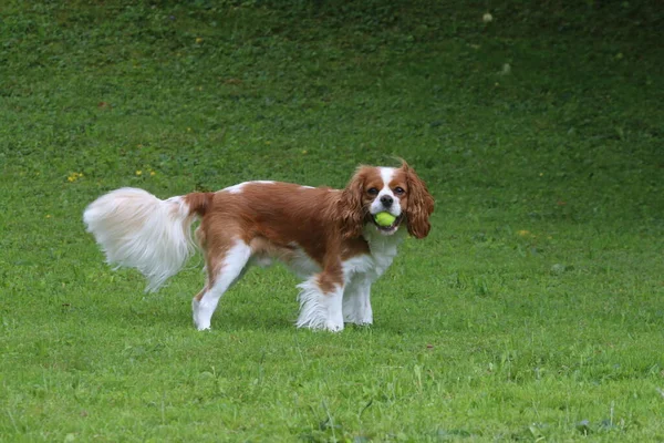 Porträtt Söt Hund — Stockfoto