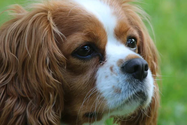 Portret Van Een Schattige Hond — Stockfoto