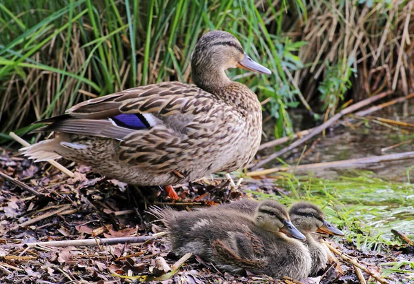 Stockente Mit Jungen Entchen Seeufer — Stockfoto