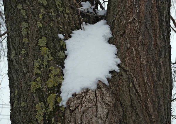 Nieve Corteza Del Árbol Durante Invierno Cerca —  Fotos de Stock