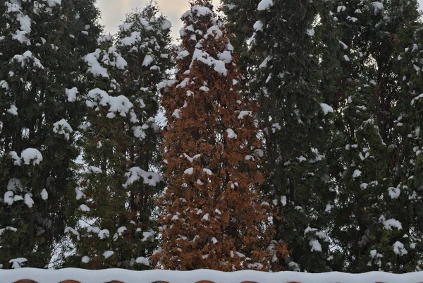 Árboles Siempreverdes Cubiertos Nieve Durante Invierno — Foto de Stock