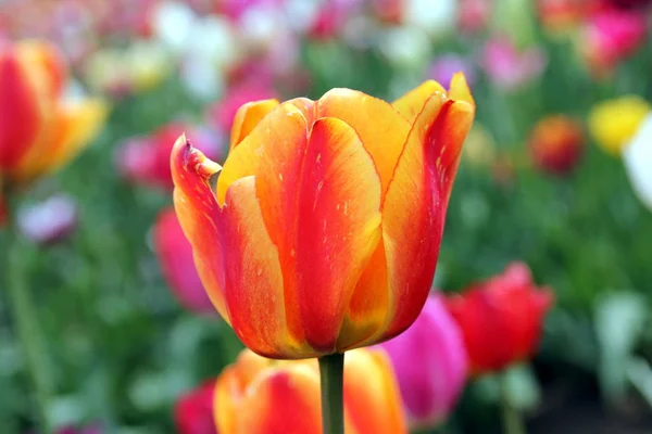 Tulipas Coloridas Campo — Fotografia de Stock