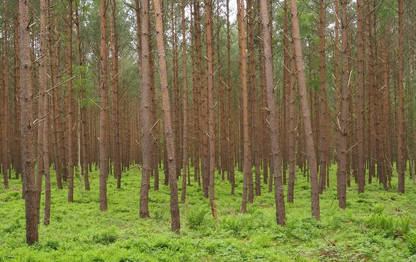 Árvores Florestais Flora Natureza — Fotografia de Stock