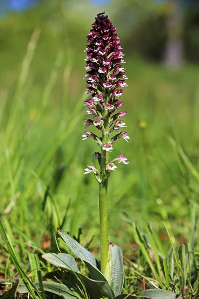 Common Orchis Orchis Ustulata Liliental Valley Ihringen — Stock Photo, Image