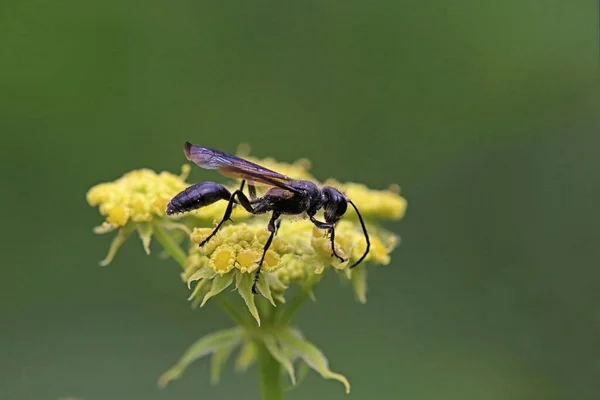 Cazador Cohetes Acero Azul Isodontia Mexicana —  Fotos de Stock