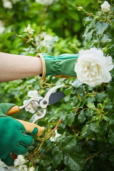 Vista Colheita Close Corte Jardineiro Branco Rosa Florescendo Arbusto Verde — Fotografia de Stock