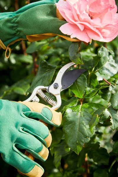 Jardinier Cueillette Une Rose Sur Buisson Soleil Printemps Utilisant Des — Photo