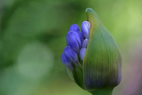 Pąk Kwiatowy Lilii Agapanthus — Zdjęcie stockowe