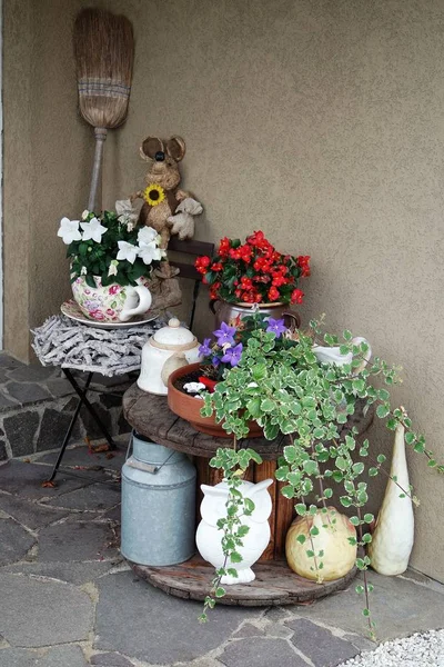 Nature Morte Con Fiori Piante — Foto Stock