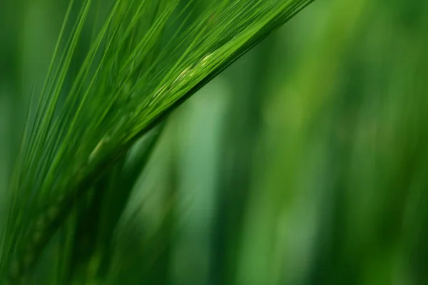 Grama Verde Campo — Fotografia de Stock