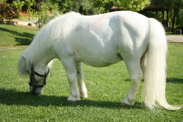 Image White Pony Green Grass - Stock-foto