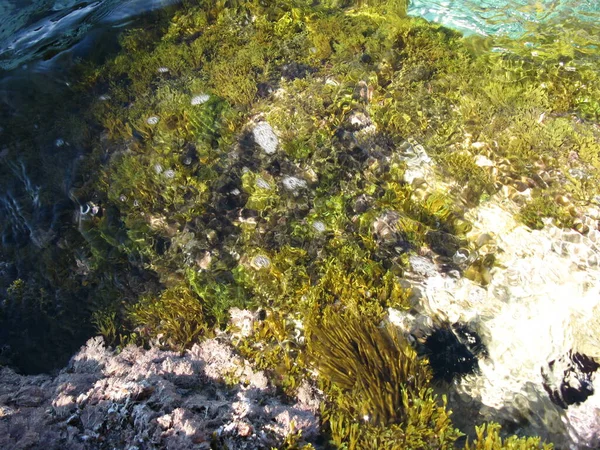 透明な水の中の海底で — ストック写真