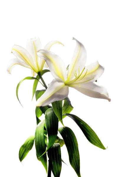 Obraz Kytice Květin — Stock fotografie