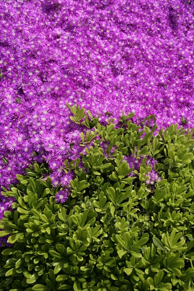 Een Achtergrond Afbeelding Van Roze Bloemenveld — Stockfoto