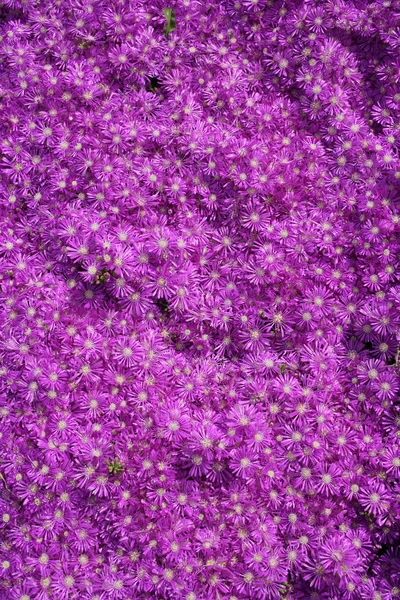 Immagine Sfondo Del Campo Fiori Rosa — Foto Stock