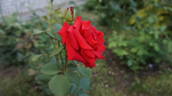 Schöne Rote Rose Auf Einem Bett Neben Dem Haus — Stockfoto