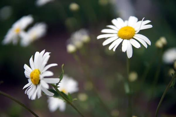 Αρκετά Λουλούδια Daisy Στο Γρασίδι Chamomille Κοντινό Πλάνο — Φωτογραφία Αρχείου