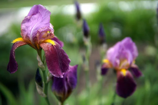 Bellissimi Fiori Porpora Iris Pseudacorus Primo Piano — Foto Stock