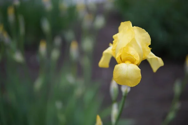 Schöne Blüten Der Gelben Iris Pseudacorus Nahaufnahme — Stockfoto
