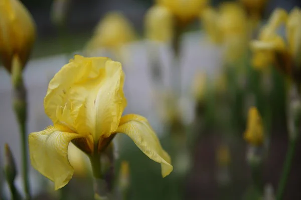 Krásné Květy Žluté Iris Pseudacorus Detailní — Stock fotografie