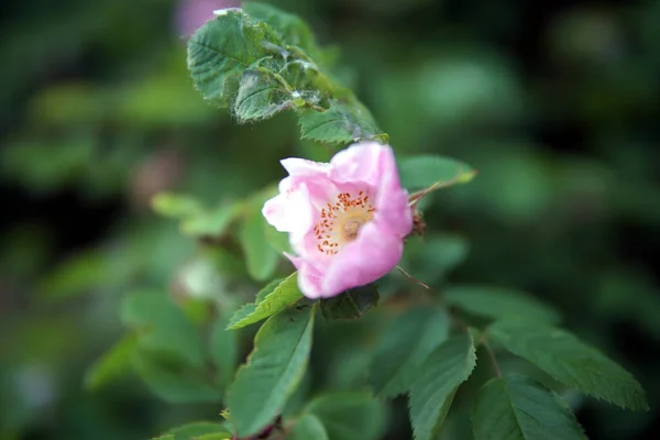 Vacker Rosa Vild Ros Buske Närbild Blommor — Stockfoto