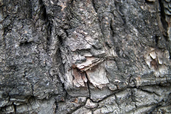 Corteza Gran Primer Plano Del Árbol —  Fotos de Stock