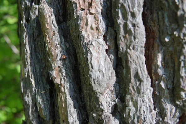 Corteza Gran Primer Plano Del Árbol — Foto de Stock