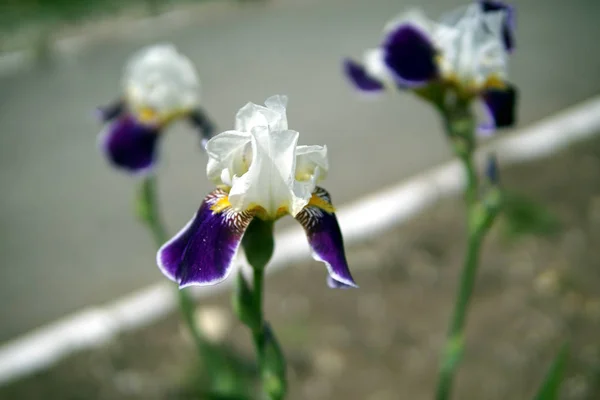 Όμορφα Λουλούδια Από Λευκό Μωβ Iris Pseudacorus Closeup — Φωτογραφία Αρχείου