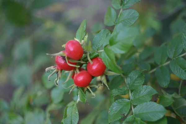 Röda Dogrose Bär Bland Gröna Blad Närbild — Stockfoto