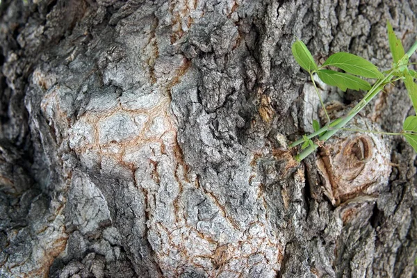 Barken Från Ett Stort Träd Närbild — Stockfoto