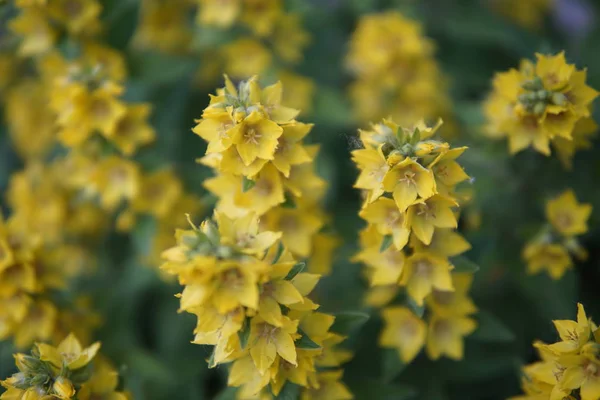 Některé Neznámé Ale Přesto Krásné Žluté Květy Detailní — Stock fotografie