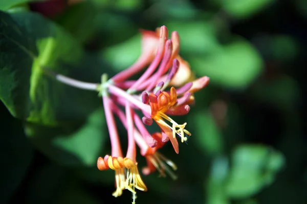 Bright Honeysuckle Flowers Closeup Sunlight — Φωτογραφία Αρχείου