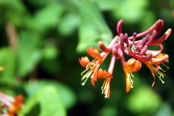 Bright Honeysuckle Flowers Closeup Sunlight — Φωτογραφία Αρχείου