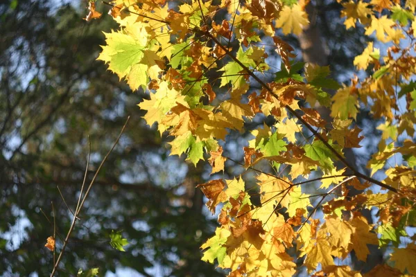 Wunderbare Goldene Herbst Sonnenbeschienene Ahornblätter Nahaufnahme — Stockfoto