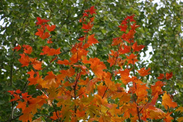 Herbstblätter Herbstzeit Laub — Stockfoto