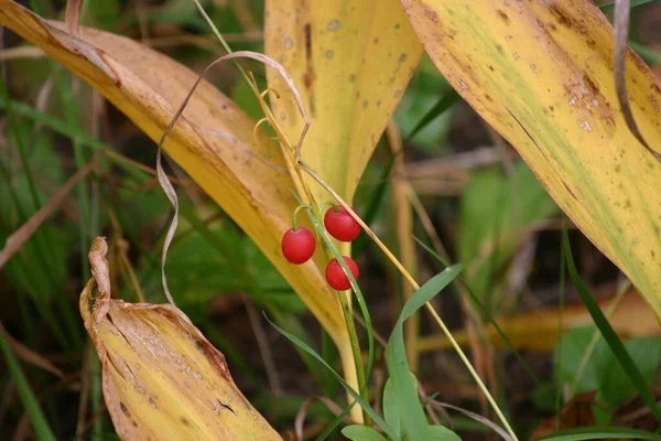 Röda Bär Bush Närbild Skott Början Hösten — Stockfoto