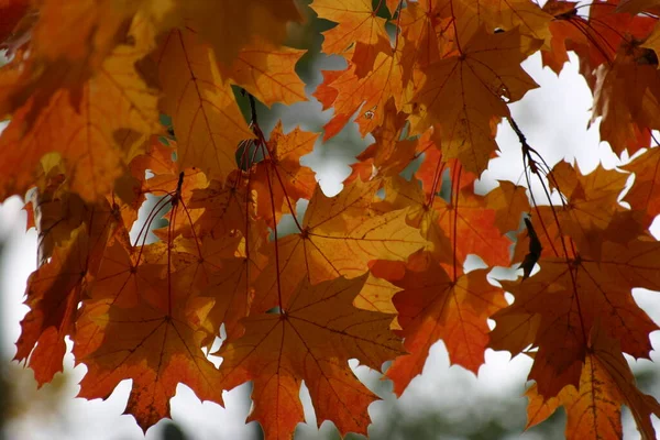 Prachtige Gouden Herfst Zonovergoten Esdoorn Bladeren Closeup — Stockfoto