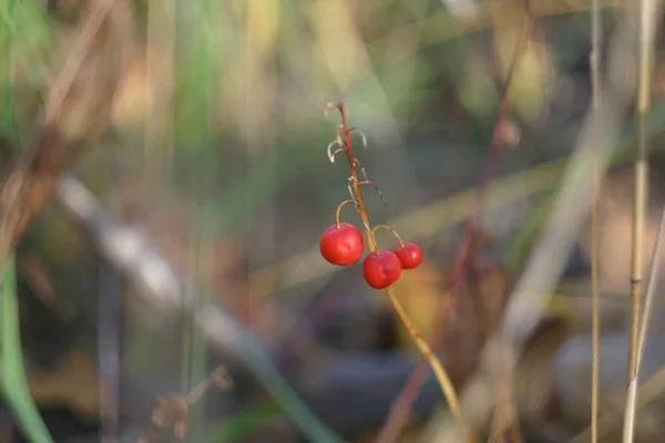 Red Berry Bush Zbliżenie Strzał Początku Jesieni — Zdjęcie stockowe