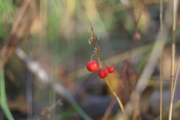 Rosso Bacca Bush Primo Piano Girato All Inizio Dell Autunno — Foto Stock