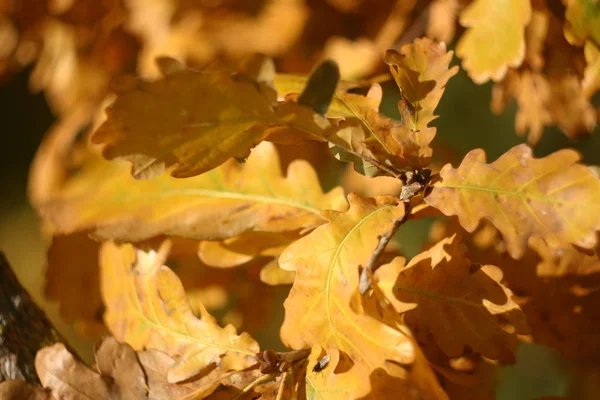 Gyllene Hösten Löv Solsken Närbild — Stockfoto