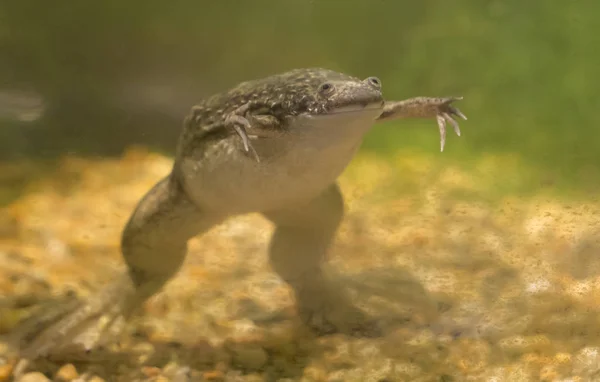 Rana Africana Con Garras Xenopus Laevis Nadando Tanque —  Fotos de Stock