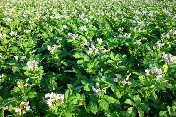 Campo Batata Flor — Fotografia de Stock