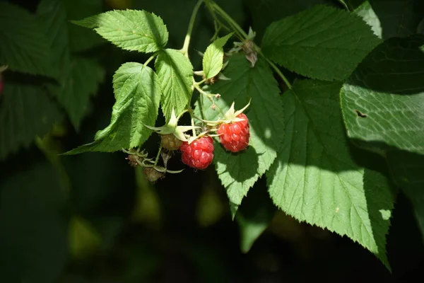 raspberry,raspberry,raspberry shrub,tub,berry,berries,fruit,vitamins,leaf,leaves,spring,summer,ruby,rose plant,fruit,vitamins,healthy,rose-like,b1,b2,b6,c,e,bloom,grow,simssee,upper bavaria,bavaria,germany,plant,nature,diet vegetarian