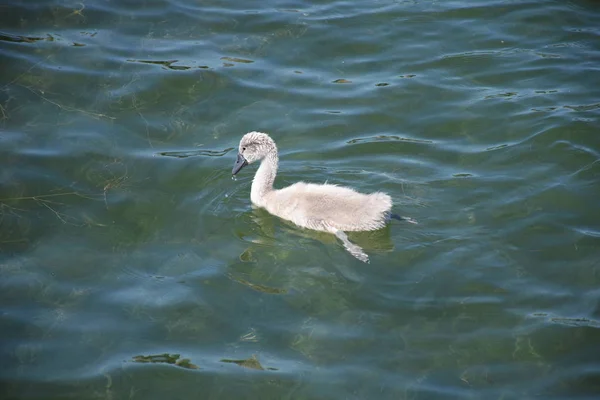 Swan Chick Duck Beak Plumage Feather Dress Lake Chiemsee Swimming — Foto de Stock