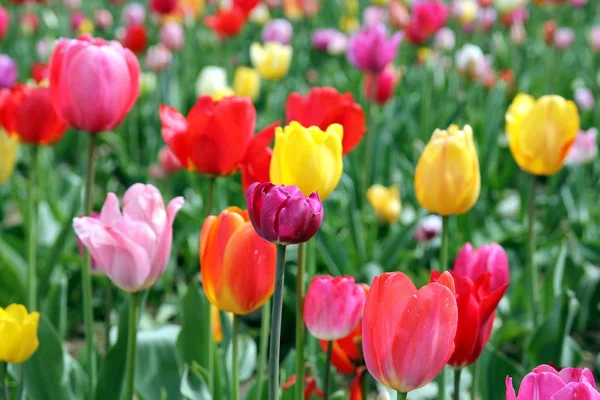 Barevné Tulipány Poli — Stock fotografie