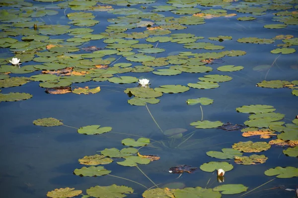 Klostersee Selektiver Fokus — Stockfoto