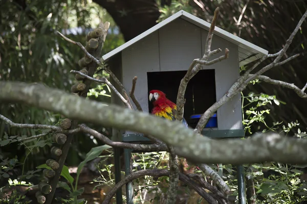 Vista Cerca Hermoso Loro Guacamayo —  Fotos de Stock