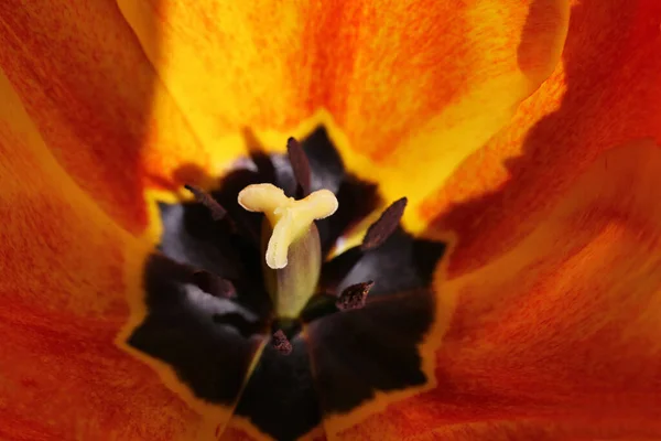 Тюльпанный Бас Крупным Планом — стоковое фото