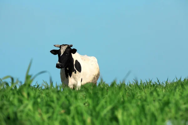 Image Single Cow Grass — Stock Photo, Image